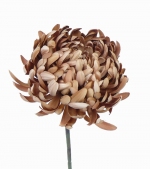 Jumbo Mum Chrysant licht bruin